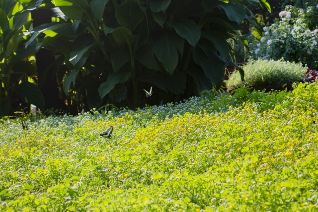 アオスジアゲハの夢を見るスピリチュアルな意味