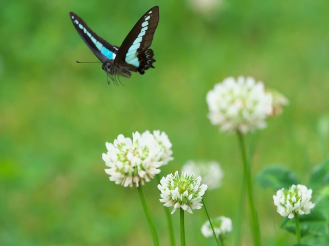 アオスジアゲハが寄ってくる:全体的な運気の上昇
