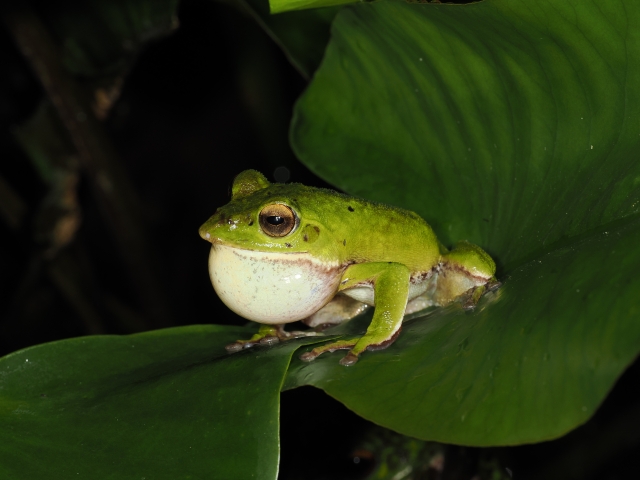 夜にカエルを見た：心の整理が必要