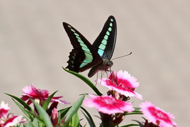 亡くなった人からのメッセージ