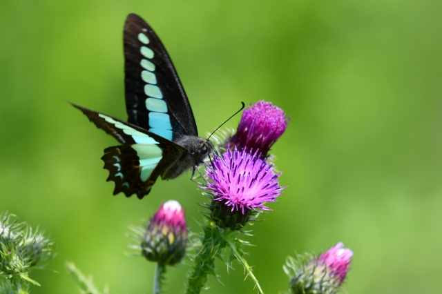 アオスジアゲハから恋愛へのスピリチュアルなメッセージ