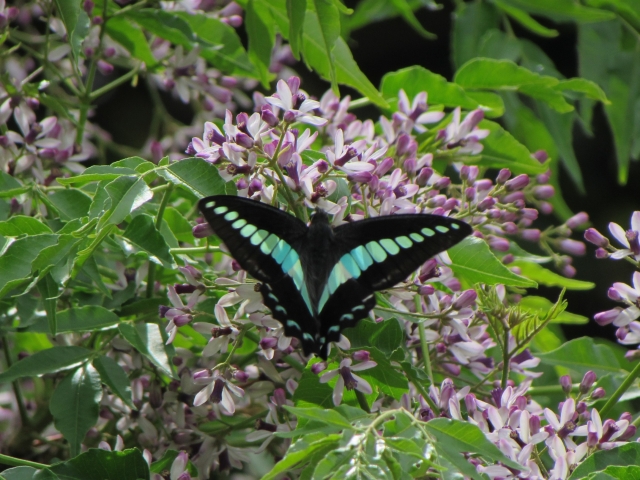 アオスジアゲハの死骸:変化が起こり再び始まる