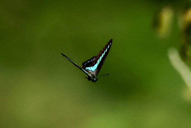 状況別:アオスジアゲハのスピリチュアルな解釈