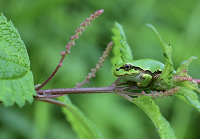 【状況別】カエルを見るスピリチュアルな意味