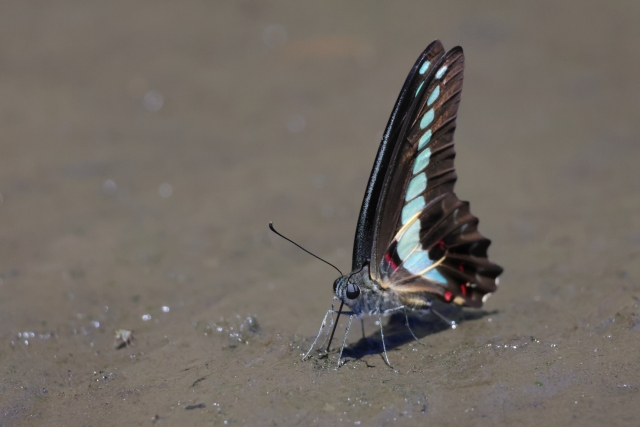 玄関にアオスジアゲハ:幸運が近づいてくる