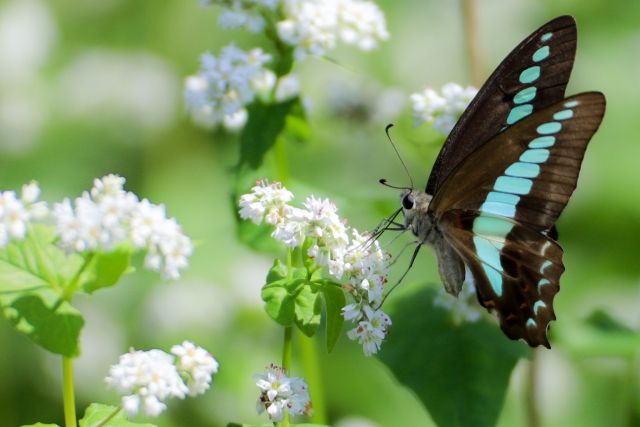 心の癒しと再生