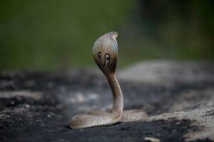 灰色の蛇はスピリチュアルな警告