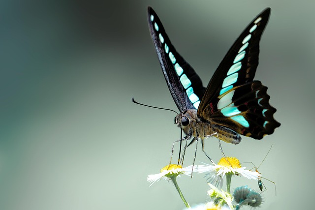 変化と復活の象徴