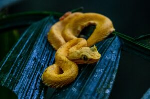 黄色い蛇は明るい未来の象徴