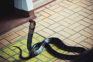 玄関の蛇は幸せまであと一歩のサイン