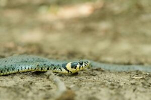 状況別の蛇のスピリチュアルな意味