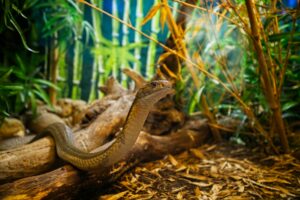 場所別の蛇のスピリチュアルな意味