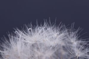 ケサランパサランのスピリチュアルな意味