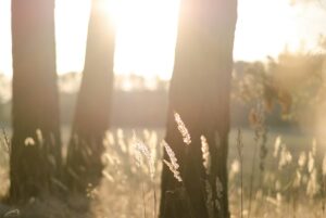 ケサランパサランは自然のエネルギーの象徴