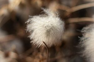 状況別のケサランパサランのスピリチュアルな意味