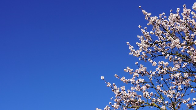 夢や写真に桜の花びらが現れるスピリチュアルサイン