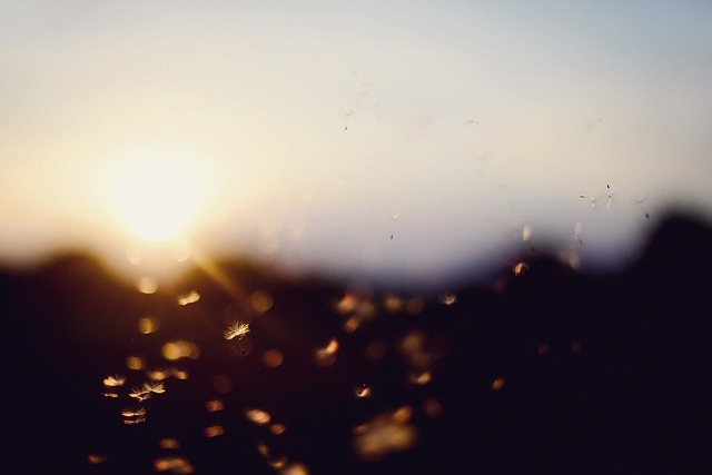 直射日光が強すぎる場所