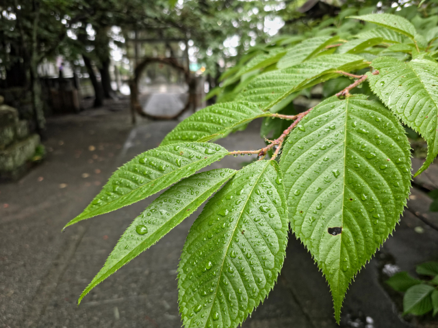 神様からの歓迎サインといわれる理由