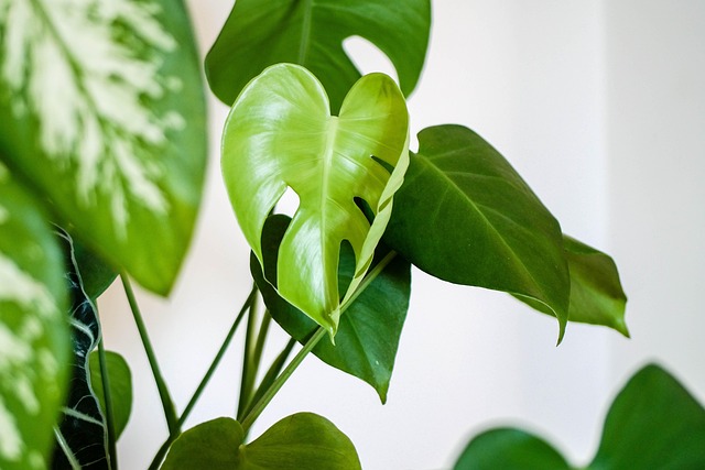 観葉植物や盛り塩を置く際の注意点